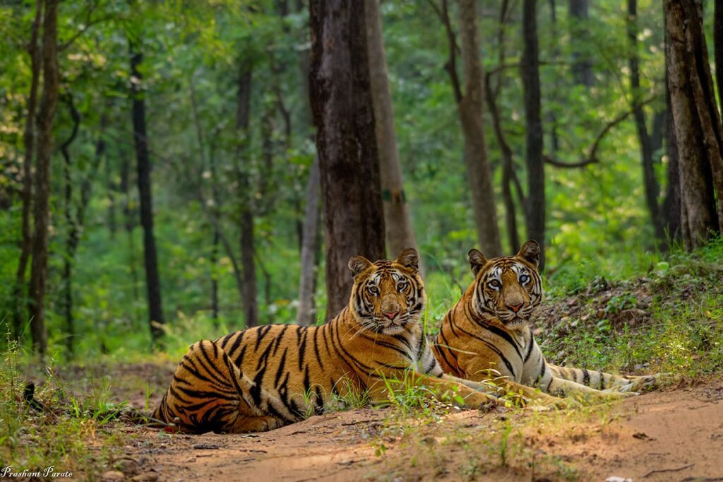 Home tiger
